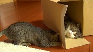 Мару, Хана и коробка - смотреть видео (2:07)