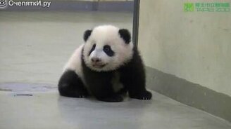 Панда укладывает своего малыша спать - смотреть видео (1:33)