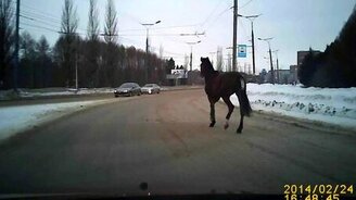 Конь потерялся в городе - смотреть видео (0:53)
