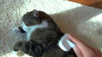 Наслаждение для Мару - смотреть видео (1:18)