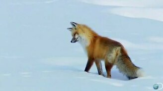 Лиса охотится на снегу - смотреть видео (2:48)