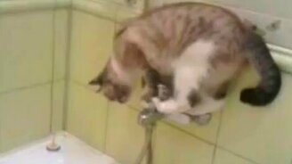 Кот-акробат на смесителе - смотреть видео (1:36)