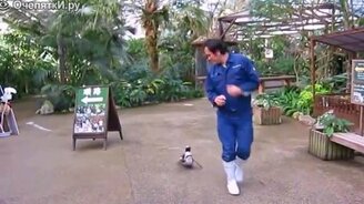 Прикольные и позитивные животные - смотреть видео (2:25)