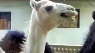 Забавный смех верблюда - смотреть видео (0:13)