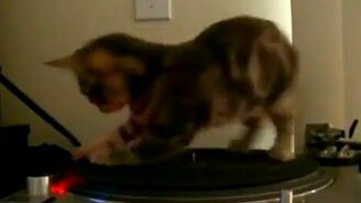 Котёнок ди-джей - смотреть видео (0:37)
