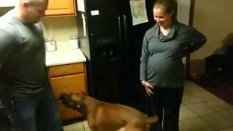 Верный защитник беременной - смотреть видео (0:37)