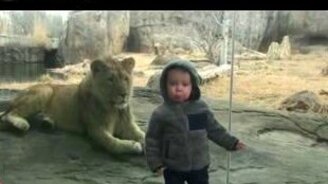 Приколы с детьми и животными - смотреть видео (5:33)