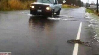 Рыба переходит дорогу - смотреть видео (0:34)