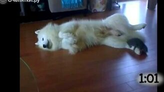 Дружелюбные котята - смотреть видео (1:11)