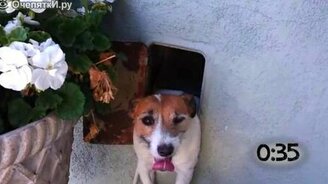 Собаки застревают в дверях - смотреть видео (0:59)