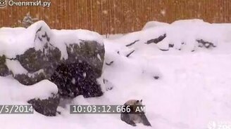 Панда резвится в снегу - смотреть видео (0:34)