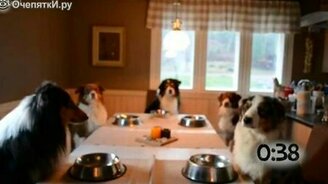 Собаки, которые молятся перед едой - смотреть видео (1:11)