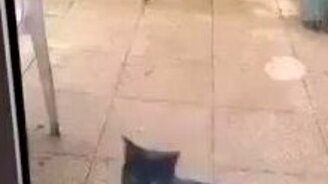 Так кошка просится домой - смотреть видео (0:16)