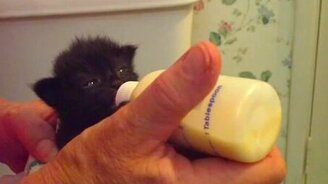 Котёнок-черныш трапезничает - смотреть видео (0:51)