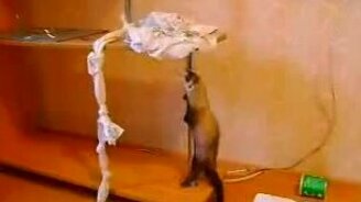 Невыполнимая миссия хорька - смотреть видео (0:56)