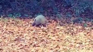 Чудной зверёк - смотреть видео (0:15)