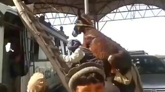 Погрузка осла на автобус - смотреть видео (0:39)