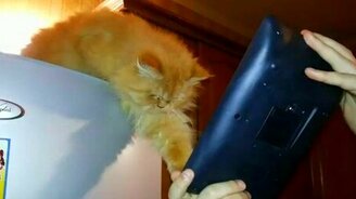 Кошка общается с компьютером - смотреть видео (1:20)