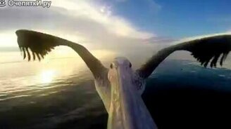 Пеликан заснял кусочек своей жизни - смотреть видео (1:52)