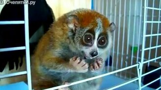 Лемур за трапезой - смотреть видео (2:16)