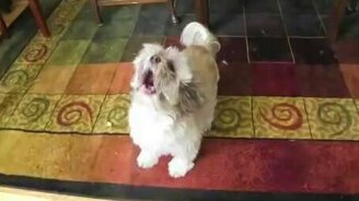 Собачка-крикуша - смотреть видео (1:05)