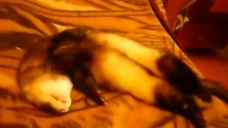 Так меня поднимают в школу - смотреть видео (1:02)