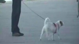 Пёс капризничает - смотреть видео (1:17)