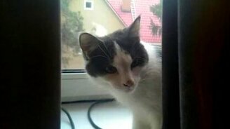 Забавный рефлекс у кошки от звуков расчёски - смотреть видео (0:25)