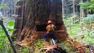 Могучее дерево было... - смотреть видео (4:05)