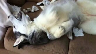 Я собака, и я люблю носки! - смотреть видео (1:09)