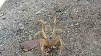 Паук ест сколопендру - смотреть видео (2:30)