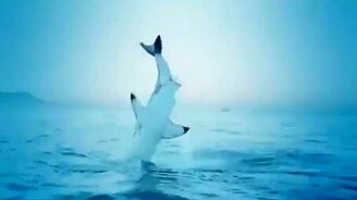 Акулье сальто - смотреть видео (0:22)