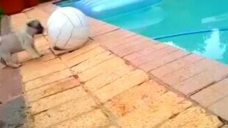 Щенок и большой мячик - смотреть видео (0:20)