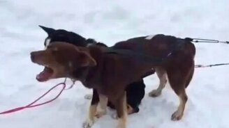 Псина жалуется - смотреть видео (0:34)