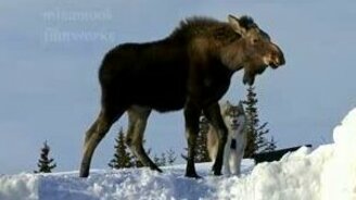 Маламут увёл лося от людей - смотреть видео (2:37)