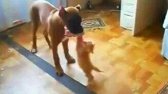 Отдай моё мясцо! - смотреть видео (0:48)