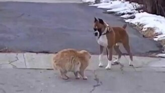 Поединок здоровенного котяры и пса - смотреть видео (1:38)