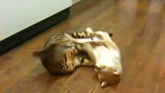 Котяра играет со щенком - смотреть видео (0:46)