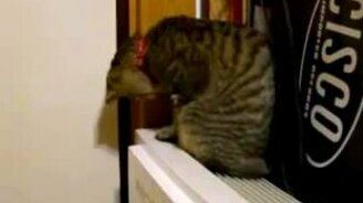 Кошечка играет со струями воздуха - смотреть видео (1:24)