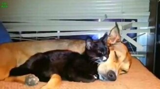 Дружественные собаки и кошки - смотреть видео (2:49)