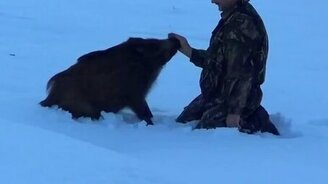 Прирученный кабанчик - смотреть видео (0:31)