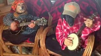 Собачий музыкальный дуэт - смотреть видео (0:55)