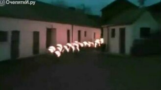 Что можно сделать со стадом овец - смотреть видео (2:29)