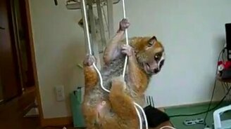 Глазастый зверёк - смотреть видео (0:27)