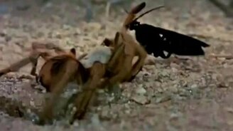 Оса побеждает тарантула - смотреть видео (2:09)