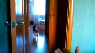 Котопёс, апорт! - смотреть видео (1:05)