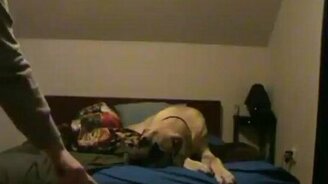 Когда собаку не довоспитали - смотреть видео (3:31)