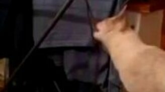Котяра стащил шнурок - смотреть видео (0:24)