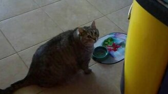 Толстяк хочет быть ещё толще - смотреть видео (1:26)