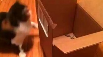 Не самый грациозный котяра - смотреть видео (0:06)